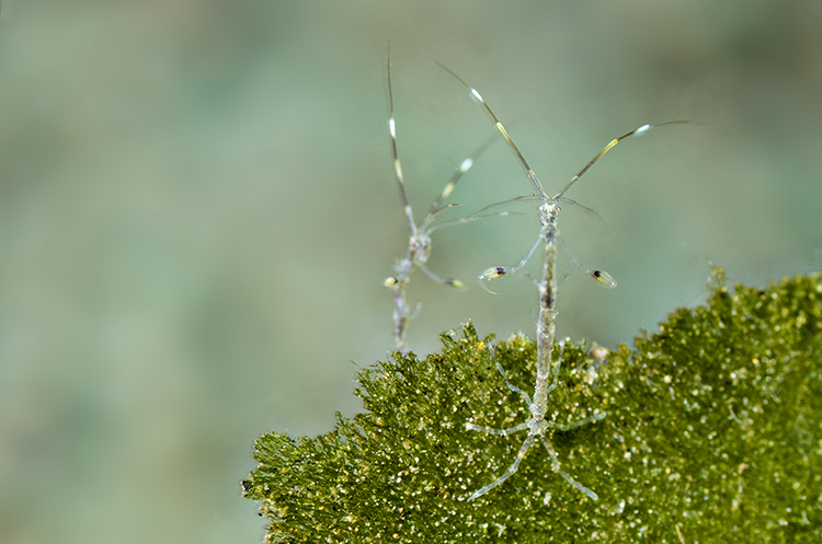 Skeleton shrimps (Caprellidae)