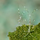 Skeleton shrimps (Caprellidae)