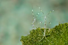 Skeleton shrimps (Caprellidae)