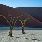 Skeleton Trees