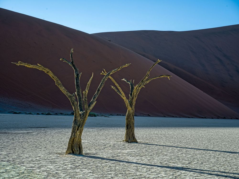 Skeleton Trees