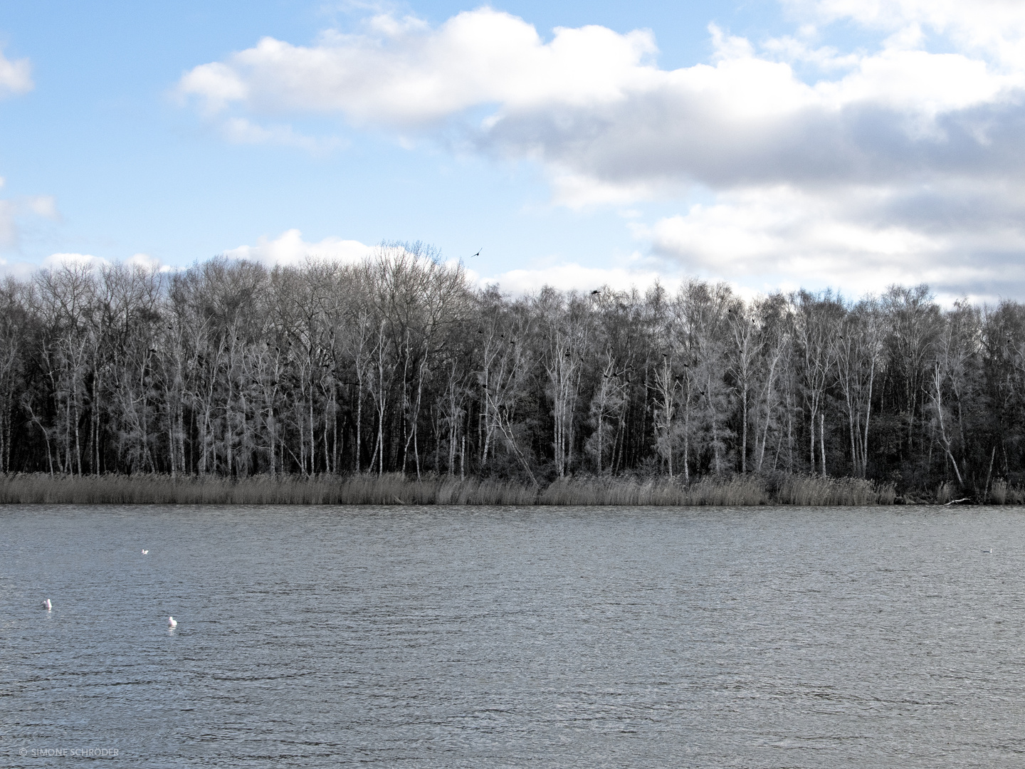 Skeleton Trees II