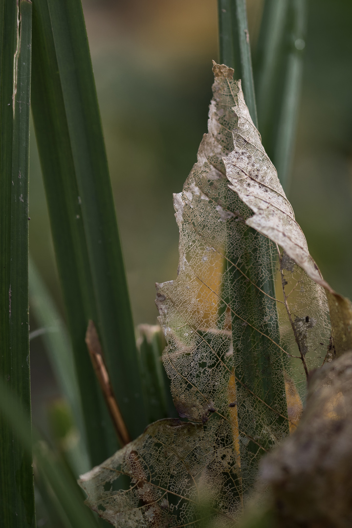 Skelett eines Blattes im Gras.