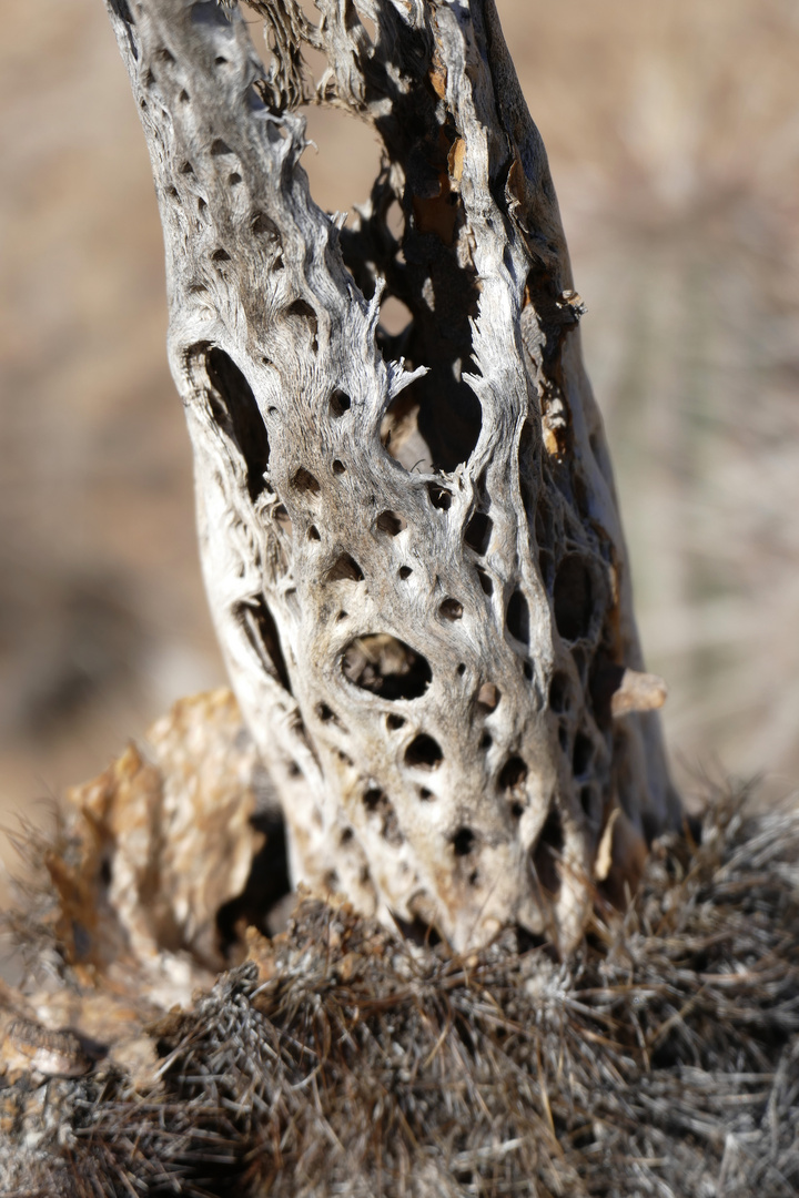 Skelett eines Saguaro