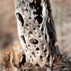 Skelett eines Saguaro