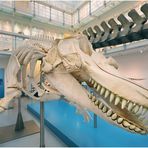 Skelett eines Schwertwals