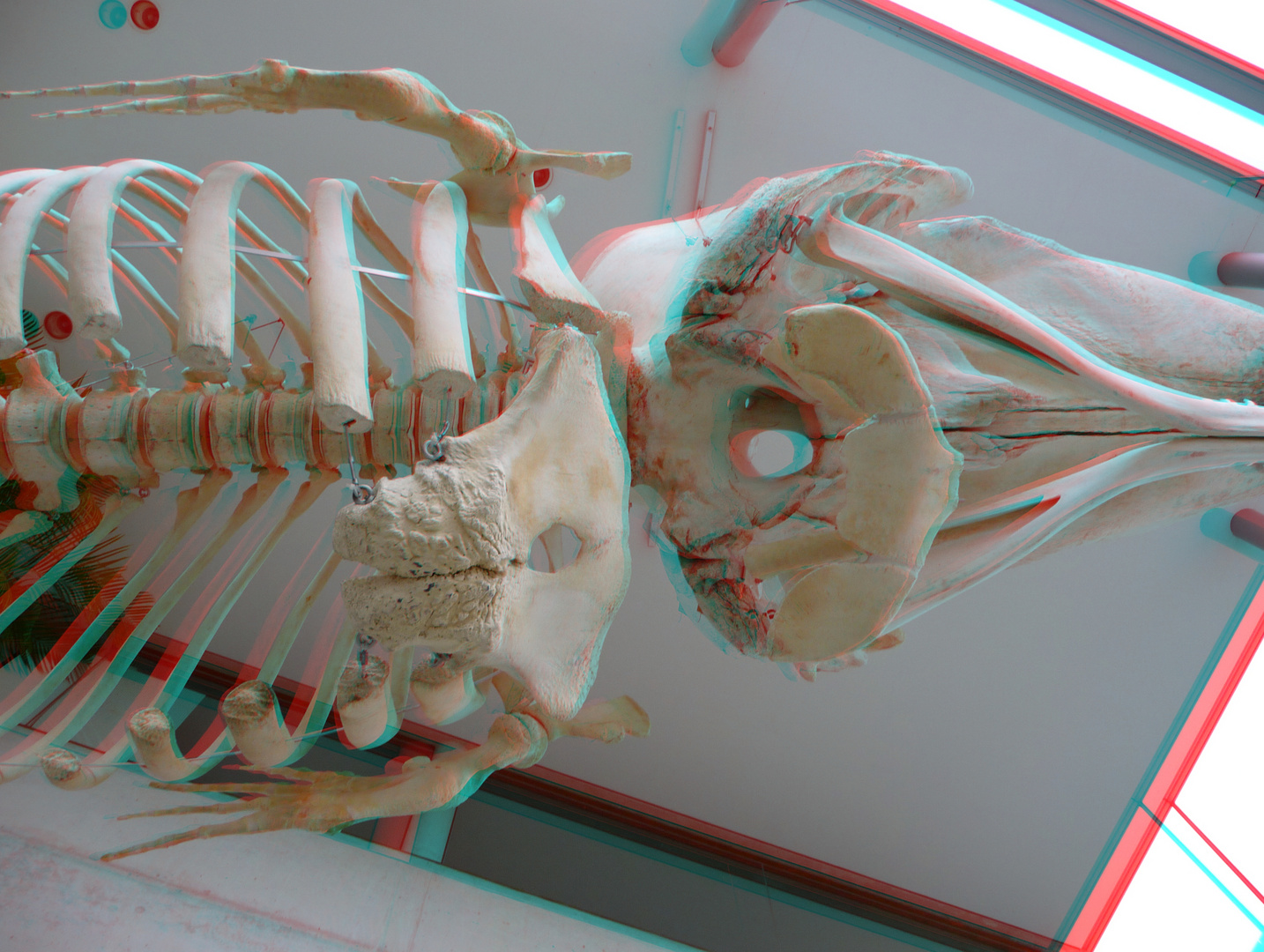 Skelett Pottwal NHM 3D