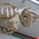 Skelett Pottwal NHM 3D