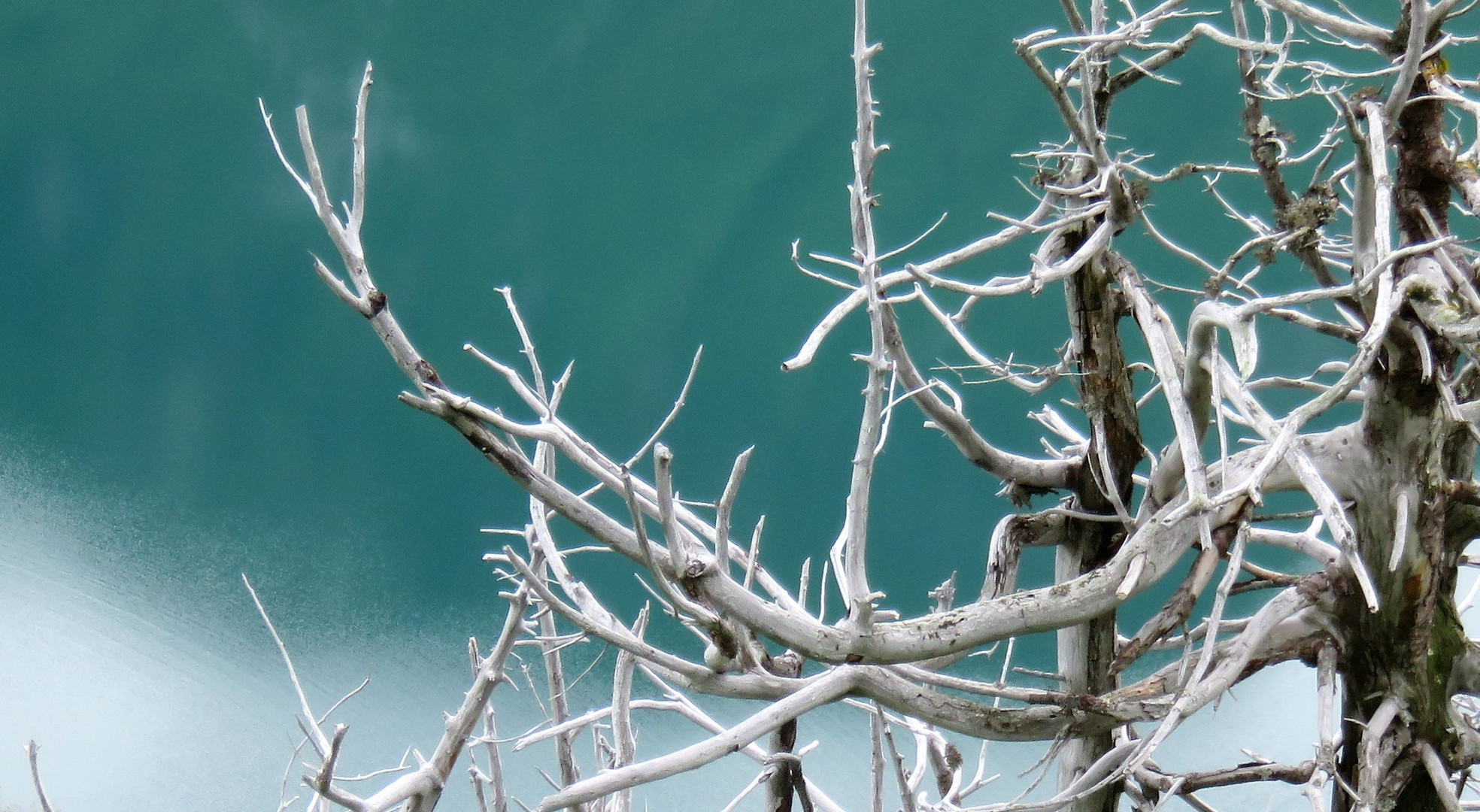 Skelett vor Traualpsee