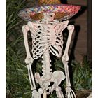 Skelett zu Halloween