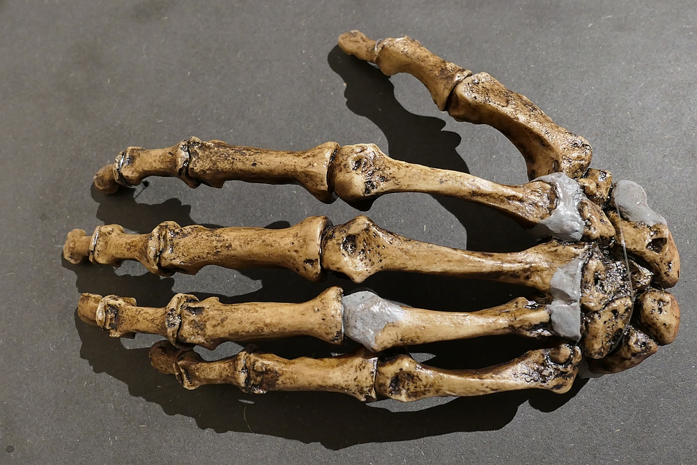 Skelettabformung einer Neandertaler-Hand