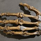 Skelettabformung einer Neandertaler-Hand