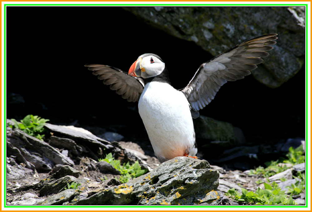 Skellig Michael - Puffin