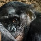 Skepsis Bonobo