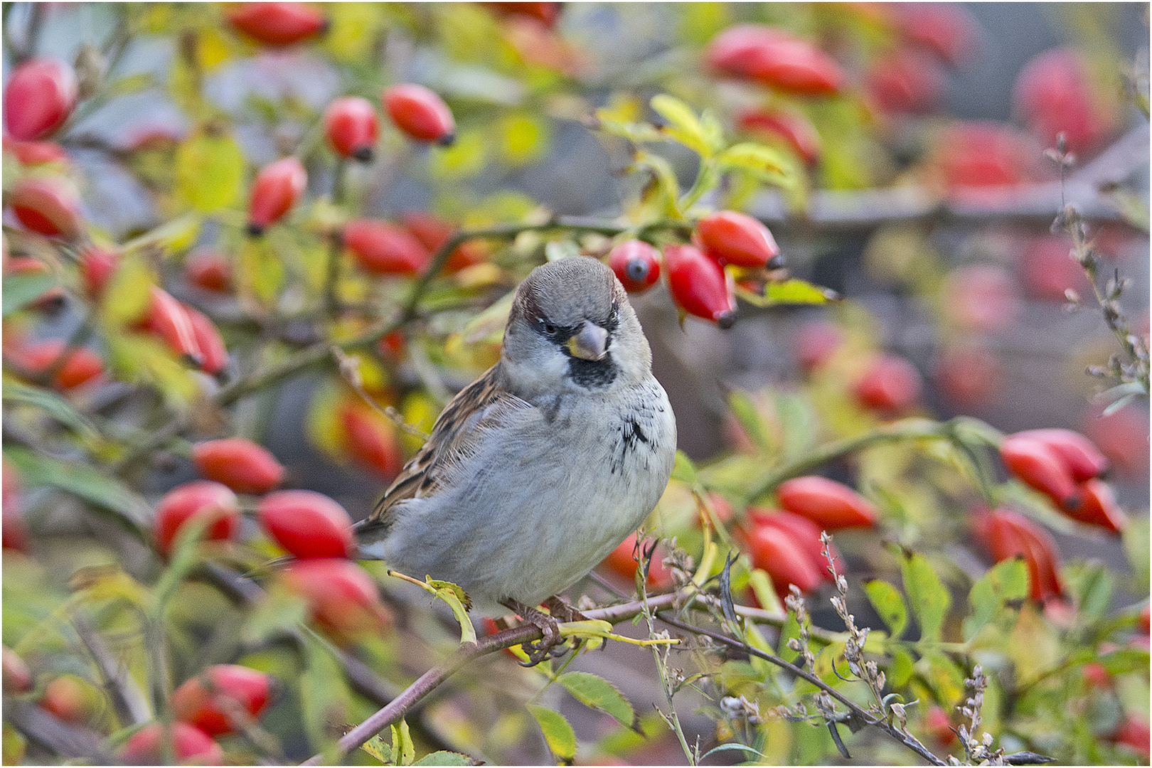 Skeptisch blickte der Spatz . . .  