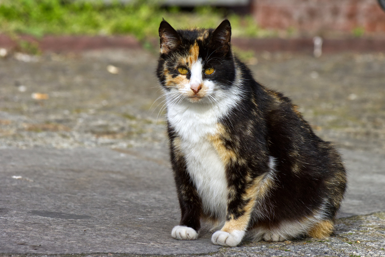 skeptische Strassenkatze