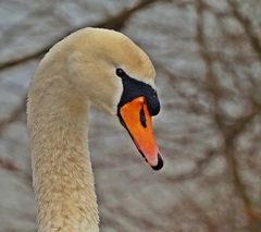 Skeptischer Blick