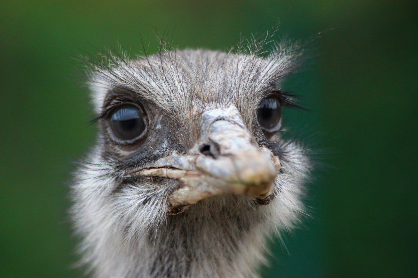 Skeptischer Blick...?