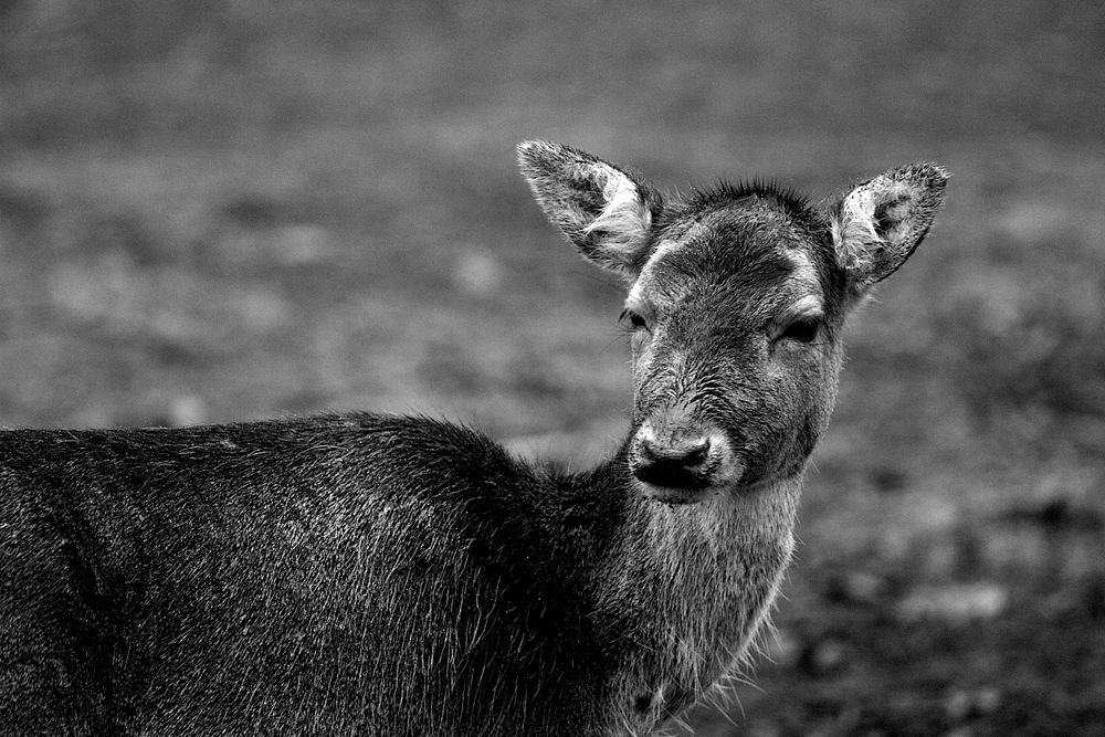 skeptischer Blick