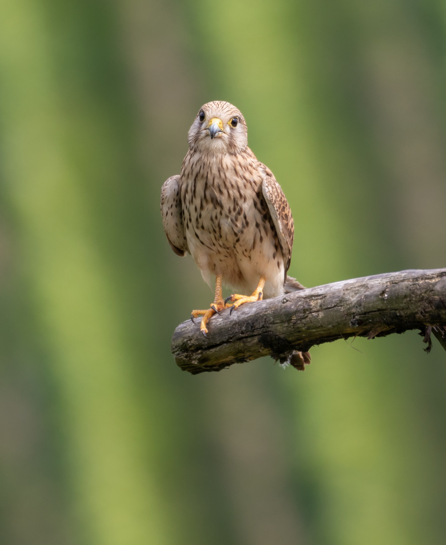 Skeptischer Blick...