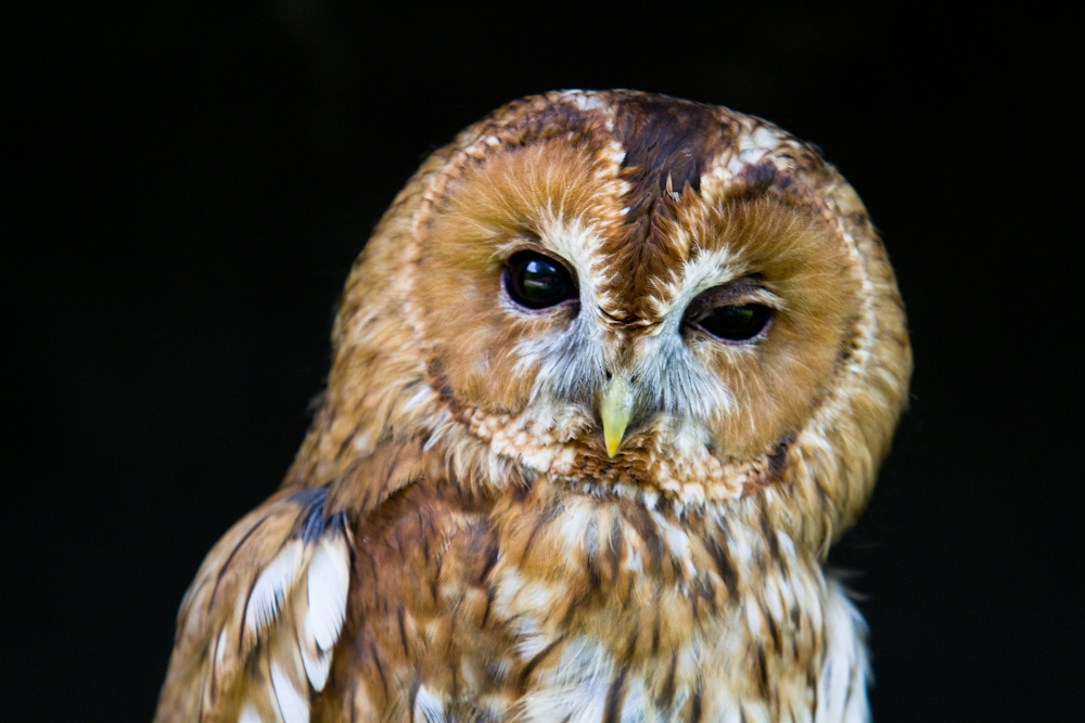 Skeptischer Blick