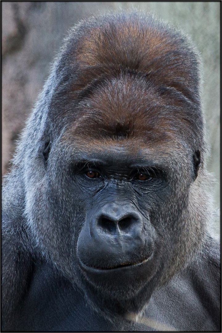 Skeptischer Gorilla