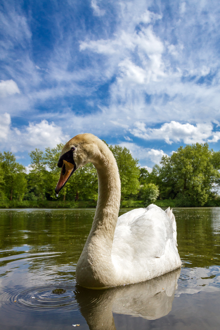 Skeptischer Schwan