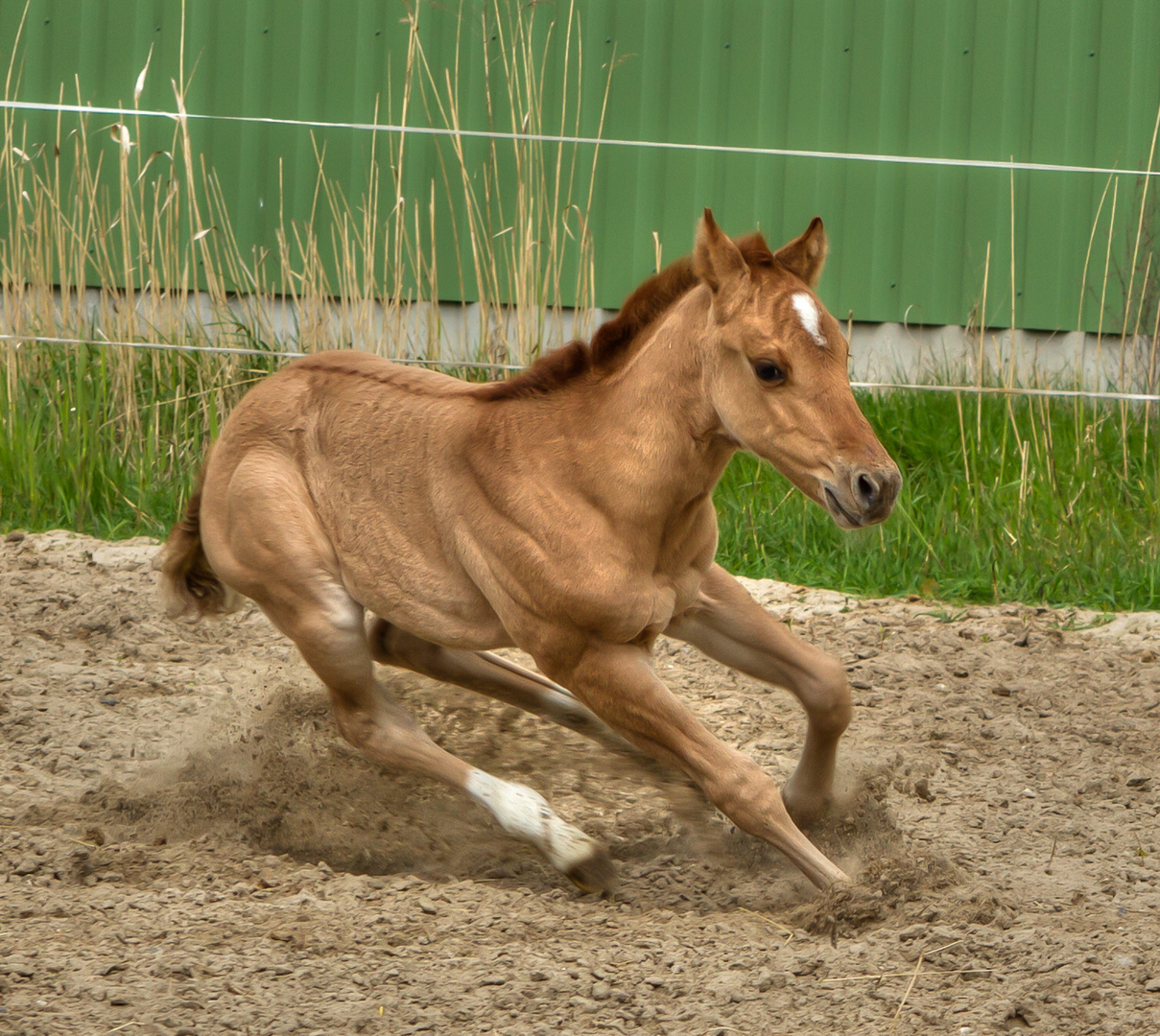 Skidding Foal