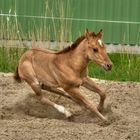 Skidding Foal