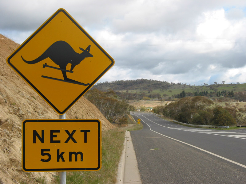 Skiing Kangaroo