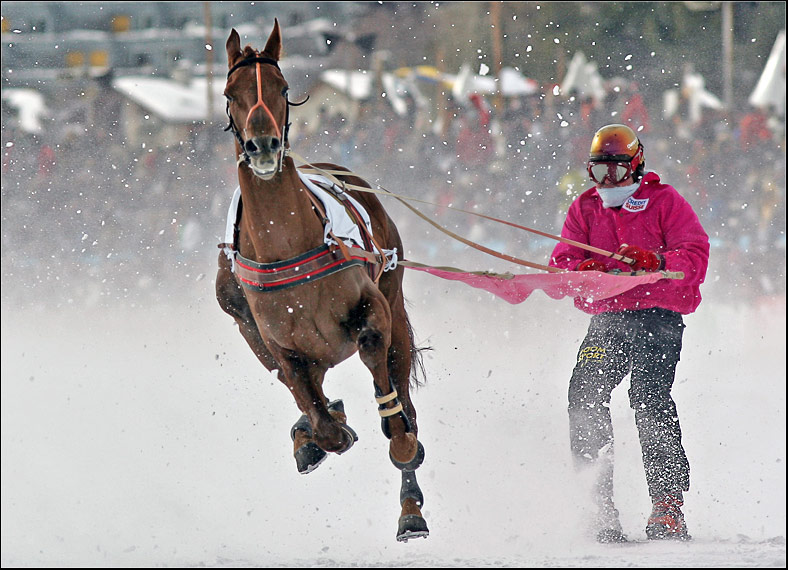 Skikjöring - der Sport für die Harten