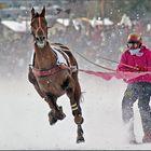 Skikjöring - der Sport für die Harten