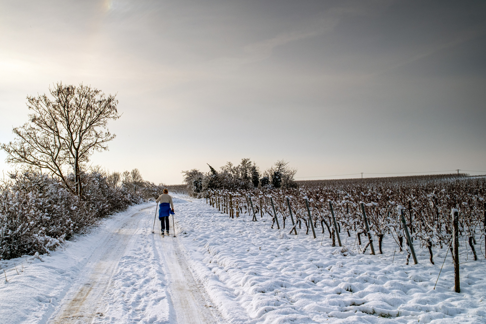 Skilanglauf in den Weinbergen von Oppenheim