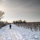 Skilanglauf in den Weinbergen von Oppenheim