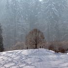 Skilauf Spuren an Berns Hausberg