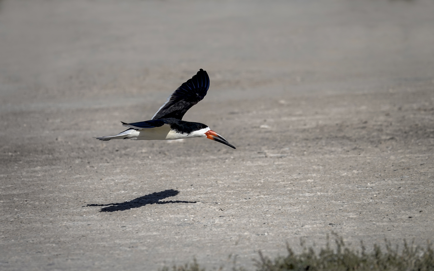 Skimmer im Tiefflug