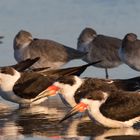 Skimmers + Willets