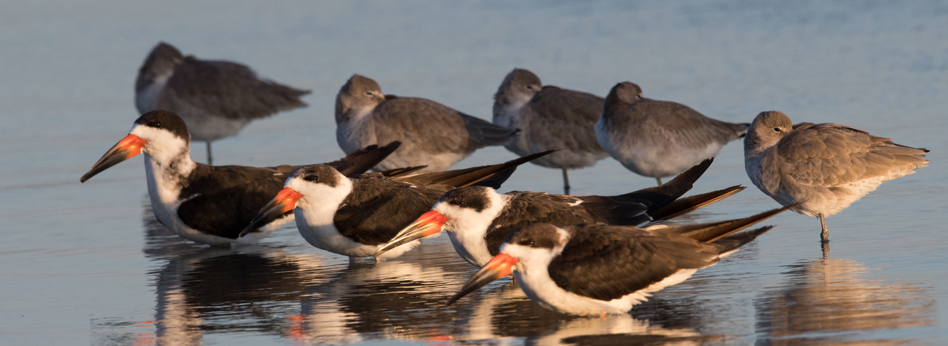 Skimmers + Willets