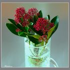 Skimmia Japonica