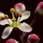 Skimmia japonica Rubella