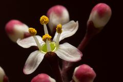 Skimmia japonica Rubella