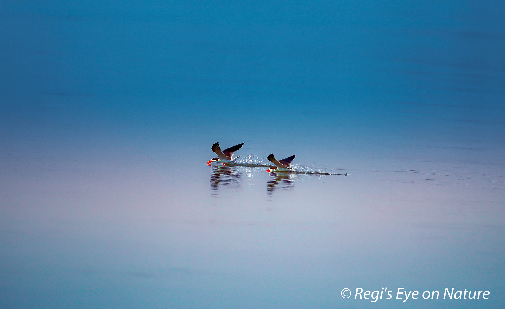 SKIMMING FOR FOOD