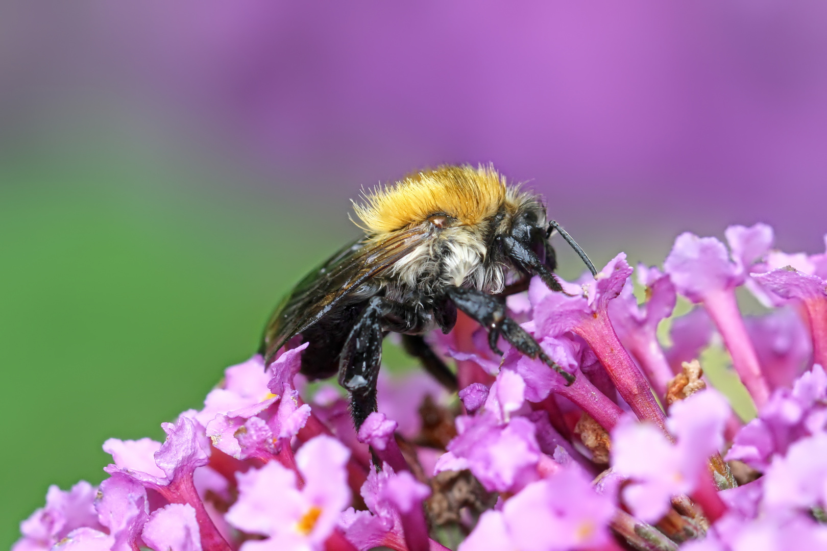 skinhead bee at work