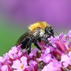 skinhead bee at work