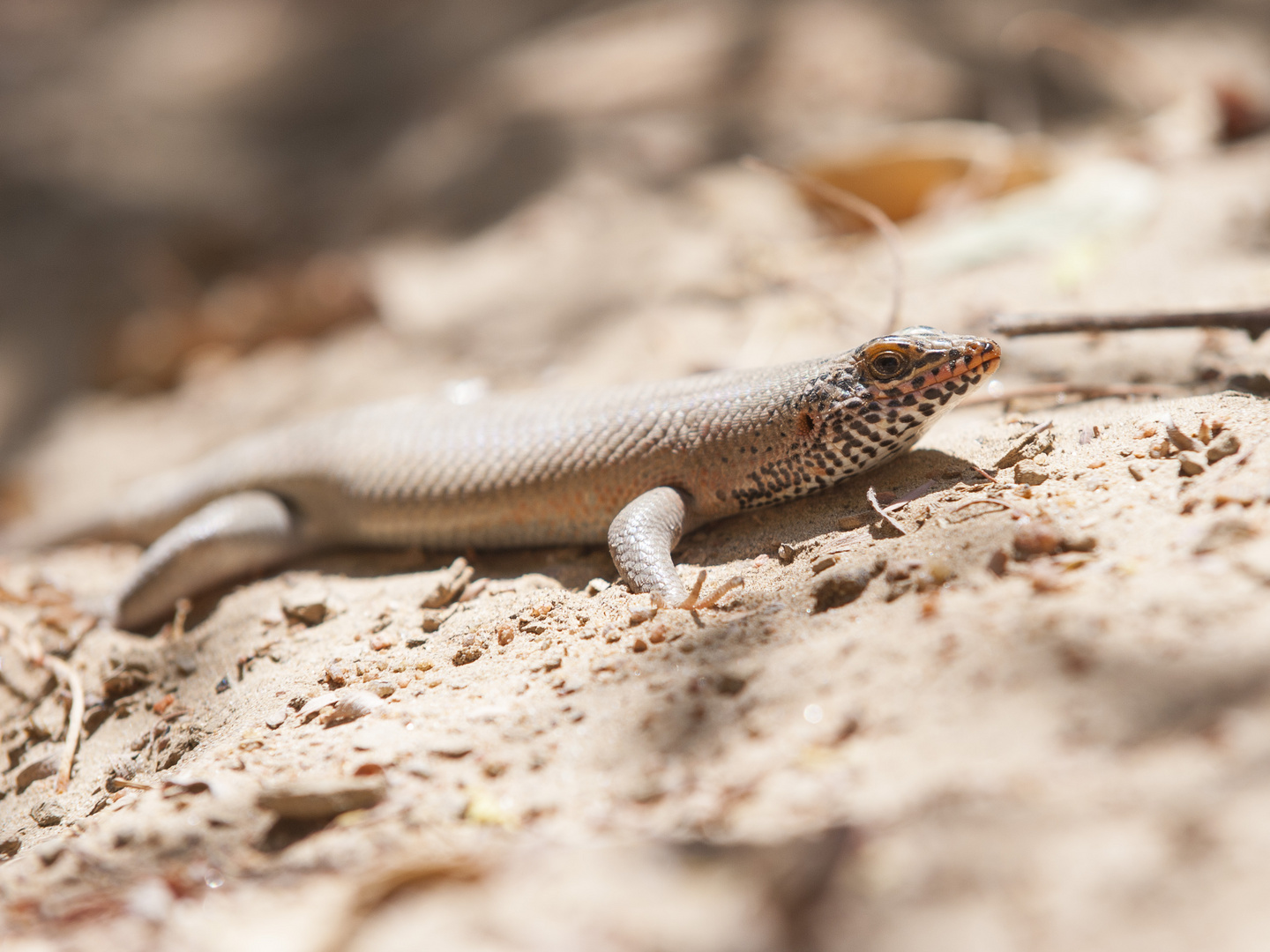 Skink