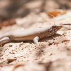 Skink