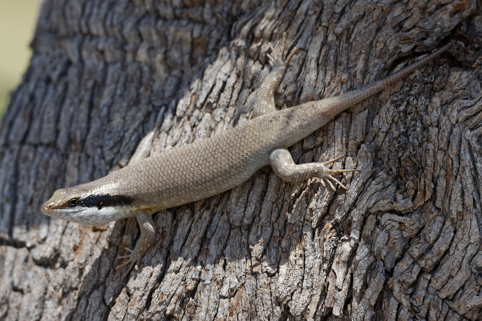 Skink