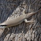 Skink