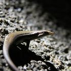 Skink