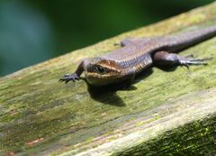 Skink